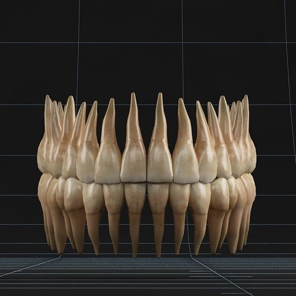 Dentition 02 3D model_5