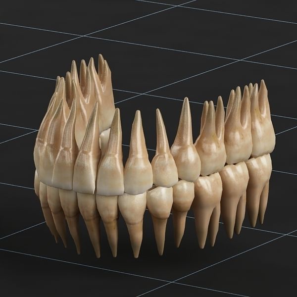 Dentition 02 3D model_6