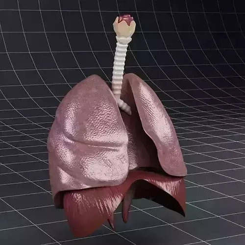 Anatomy Lungs Diaphragm 3D model