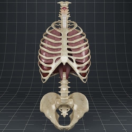 Anatomy Lungs Diaphragm Skeleton 3D model