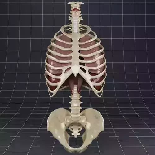 Anatomy Lungs Diaphragm Skeleton 3D model