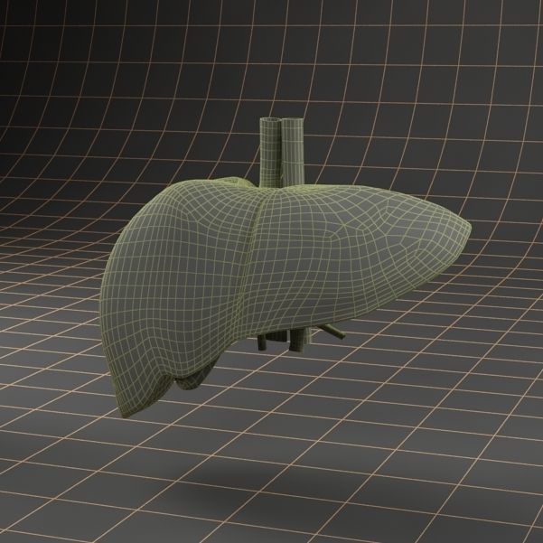 Anatomy collection 01 3D model_52