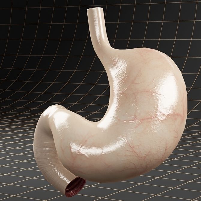 Anatomy collection 01 3D model_38