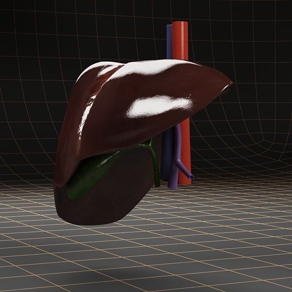 Anatomy collection 01 3D model_46