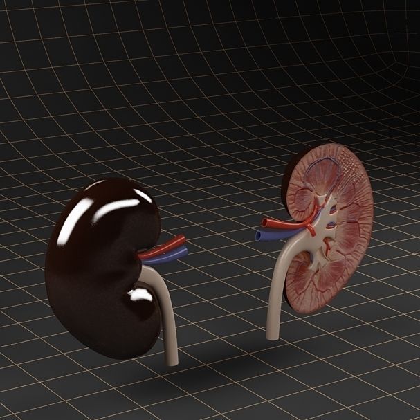 Anatomy collection 01 3D model_58