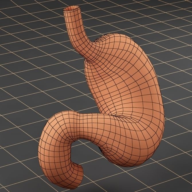 Anatomy collection 01 3D model_41