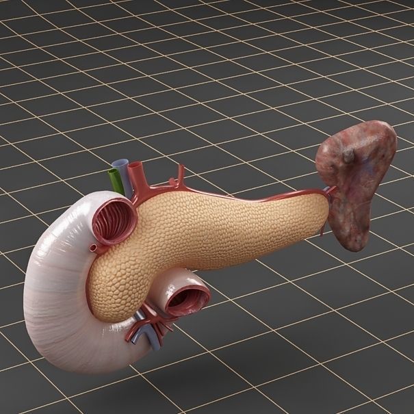 Anatomy collection 01 3D model_71