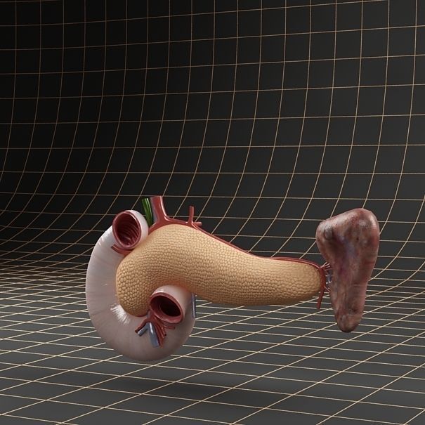 Anatomy collection 01 3D model_70