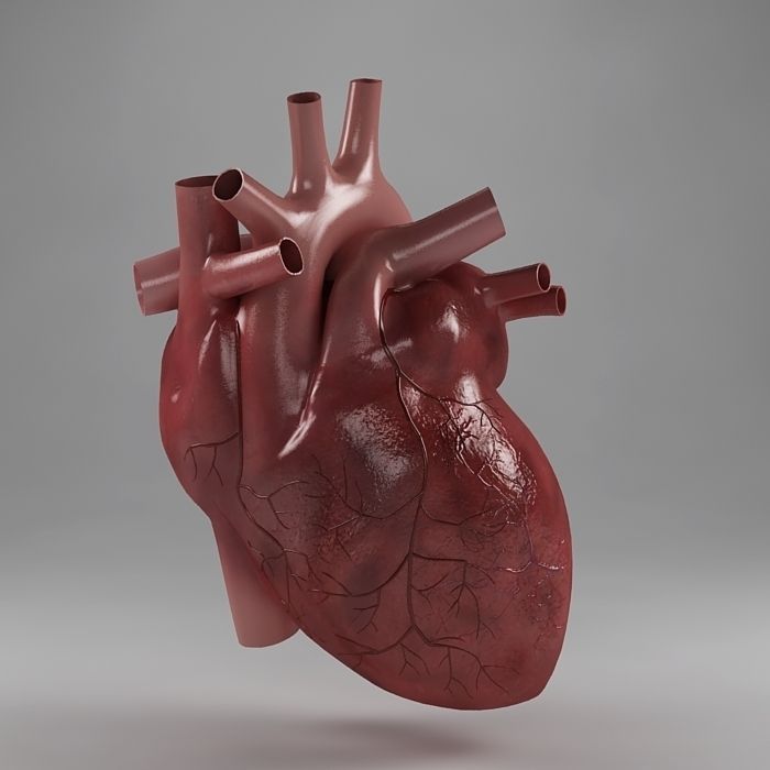 Anatomy collection 01 3D model_1