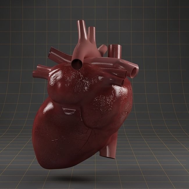 Anatomy collection 01 3D model_15