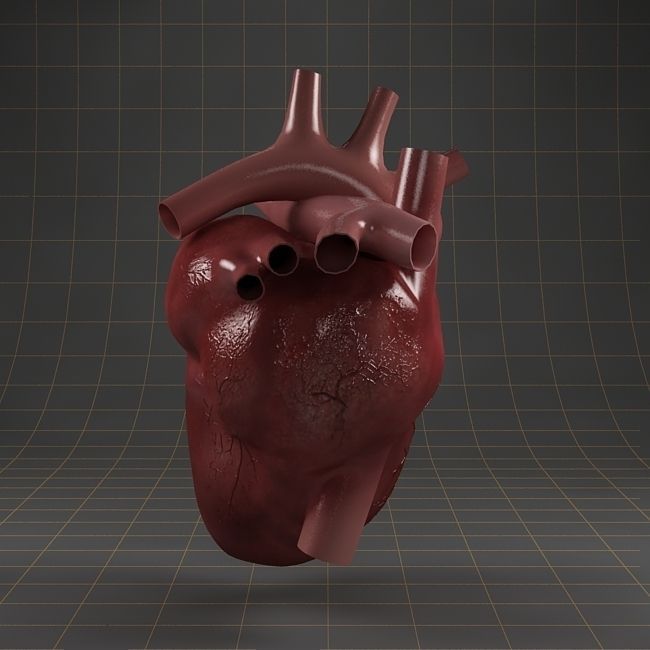 Anatomy collection 01 3D model_14