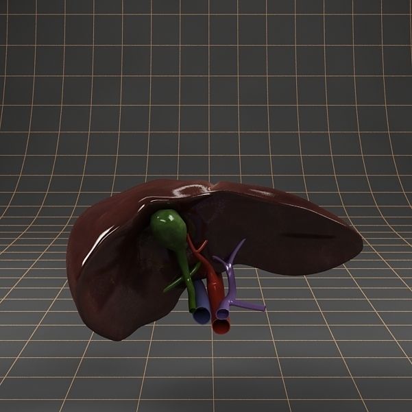 Anatomy collection 01 3D model_50