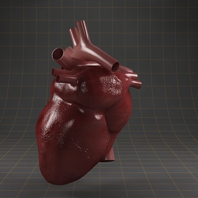 Anatomy collection 01 3D model_5
