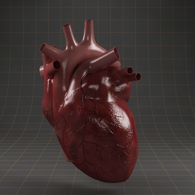 Anatomy collection 01 3D model_8
