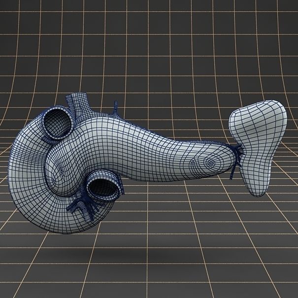 Anatomy collection 01 3D model_72