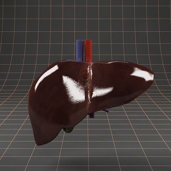 Anatomy collection 01 3D model_42