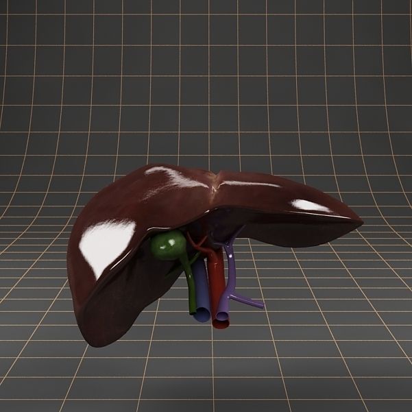 Anatomy collection 01 3D model_49