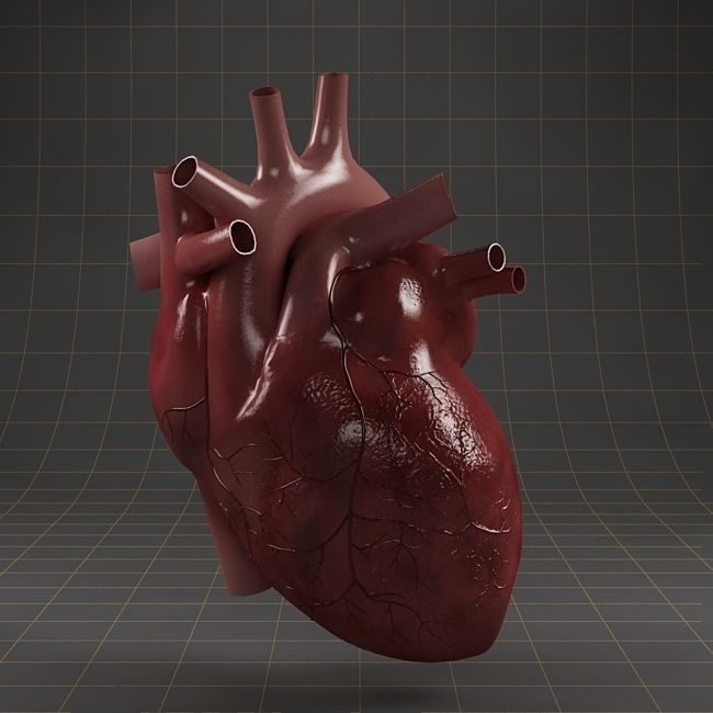 Anatomy collection 01 3D model_21
