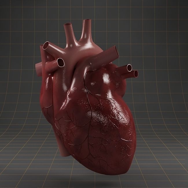 Anatomy collection 01 3D model_19