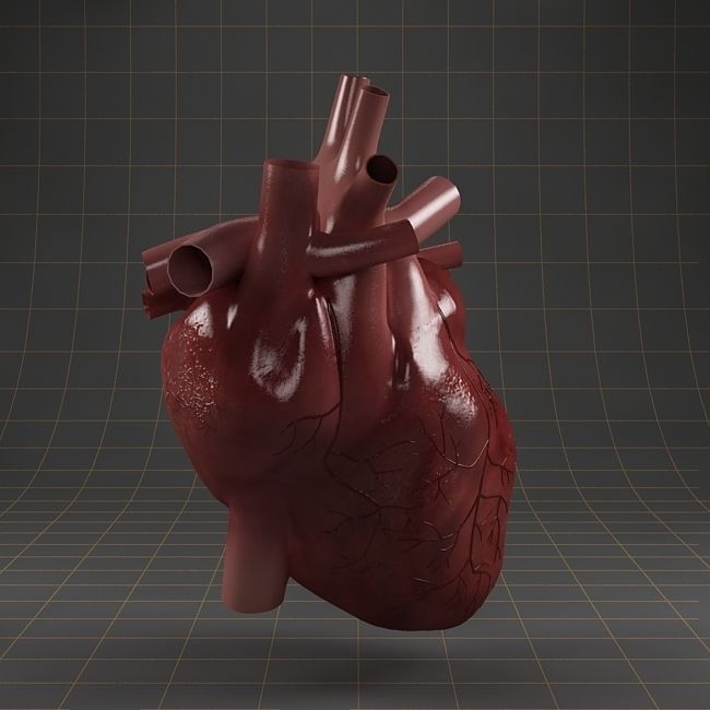 Anatomy collection 01 3D model_3