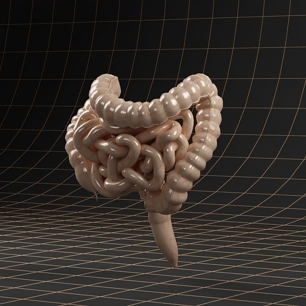 Anatomy collection 01 3D model_64