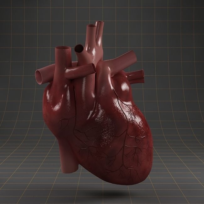 Anatomy collection 01 3D model_4