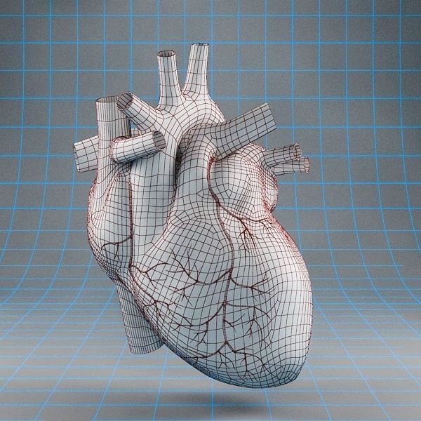 Anatomy collection 01 3D model_27