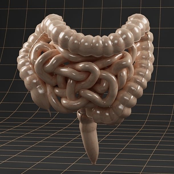 Anatomy collection 01 3D model_63