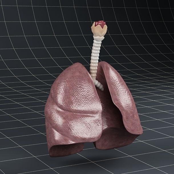Anatomy collection 01 3D model_30