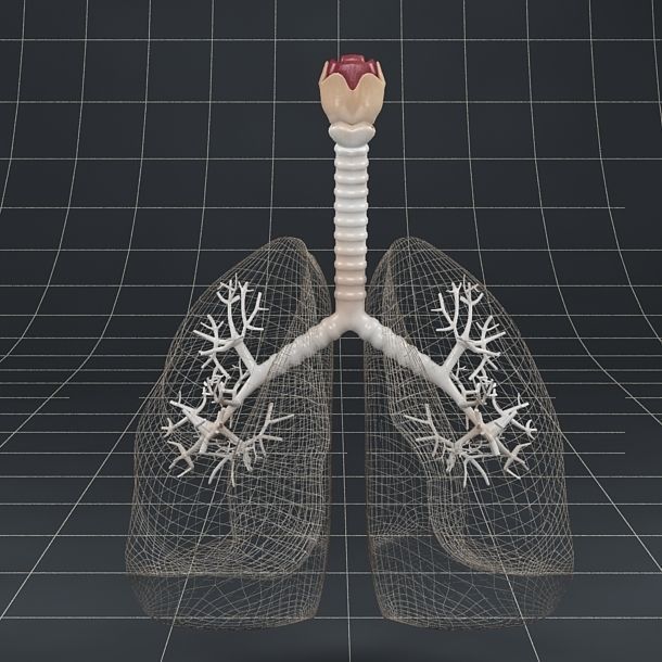 Anatomy collection 01 3D model_33