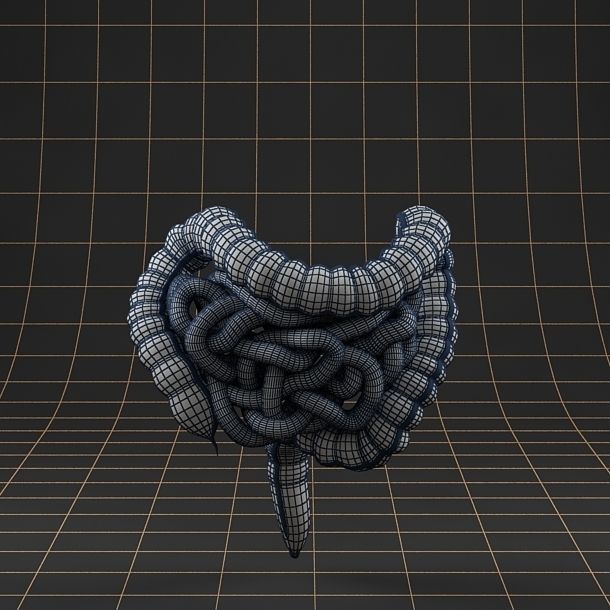 Anatomy collection 01 3D model_67