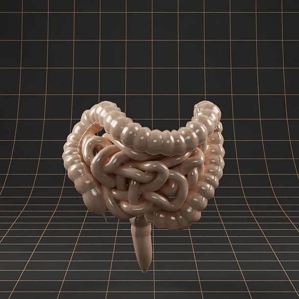 Anatomy collection 01 3D model_62