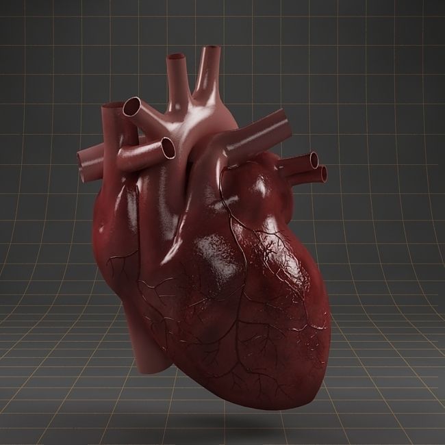 Anatomy collection 01 3D model_2