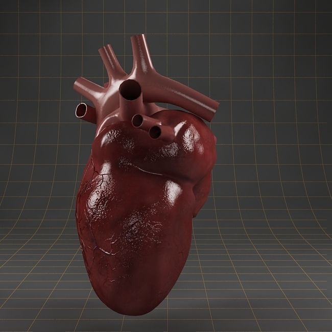 Anatomy collection 01 3D model_18