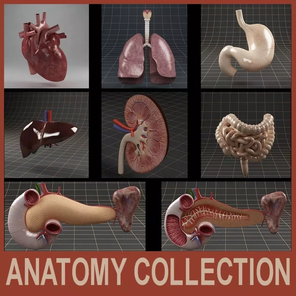 Anatomy collection 01 3D model_0