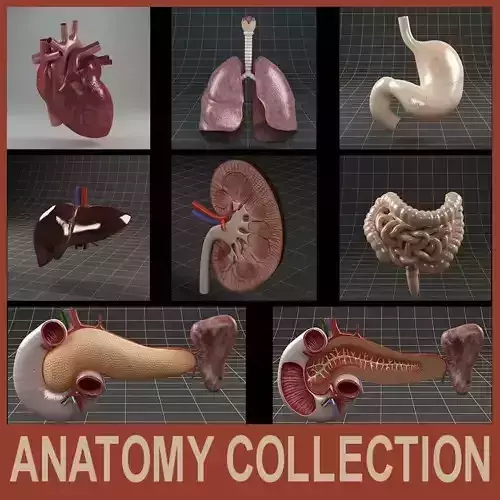 Anatomy collection 01 3D model