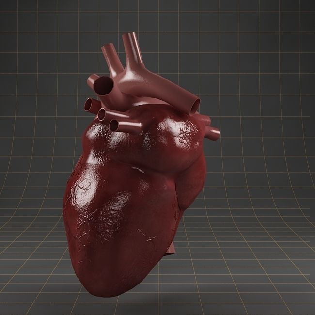 Anatomy collection 01 3D model_17