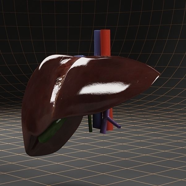 Anatomy collection 01 3D model_45