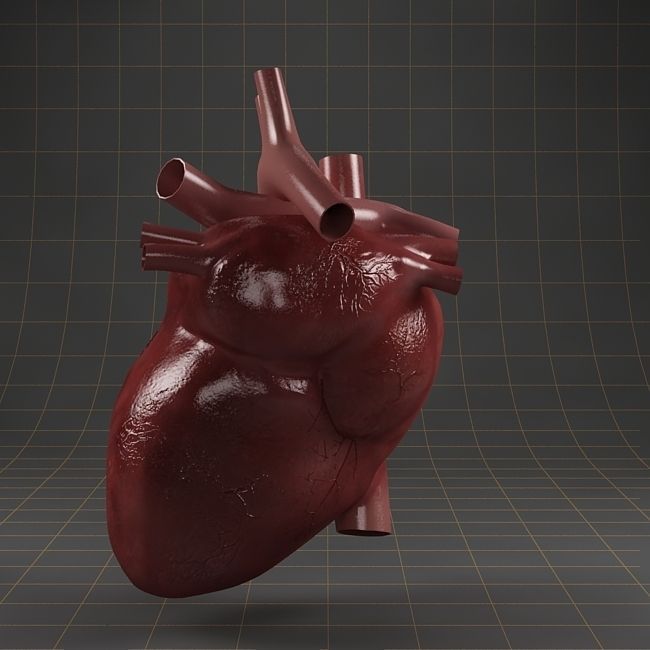 Anatomy collection 01 3D model_16