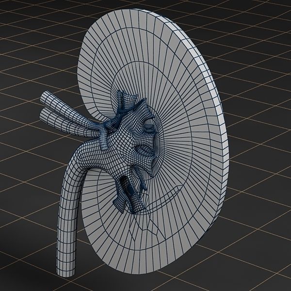 Anatomy collection 01 3D model_60