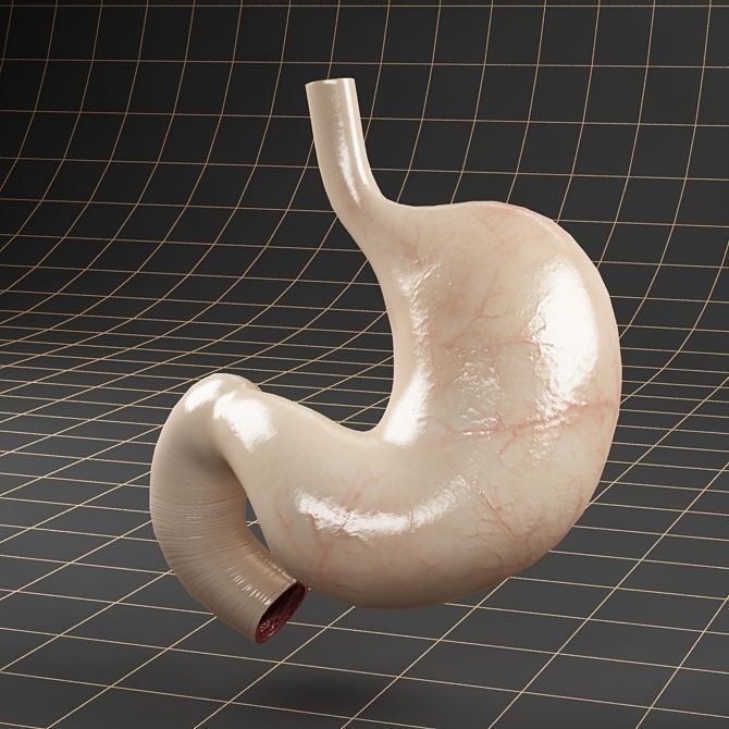 Anatomy collection 01 3D model_40