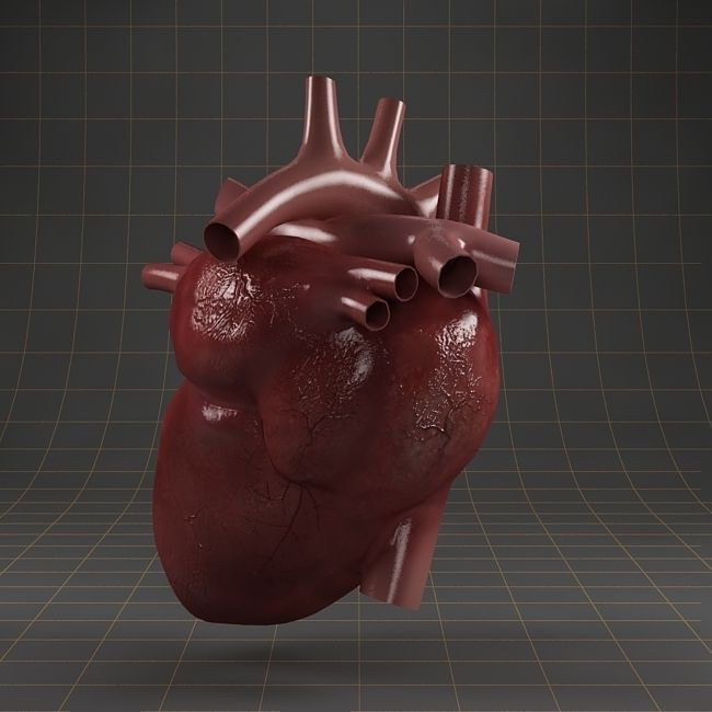 Anatomy collection 01 3D model_13