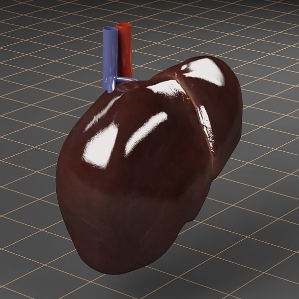 Anatomy collection 01 3D model_48