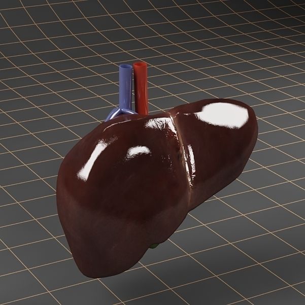 Anatomy collection 01 3D model_47