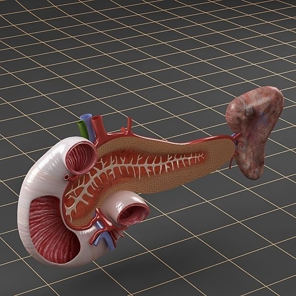 Anatomy collection 01 3D model_75