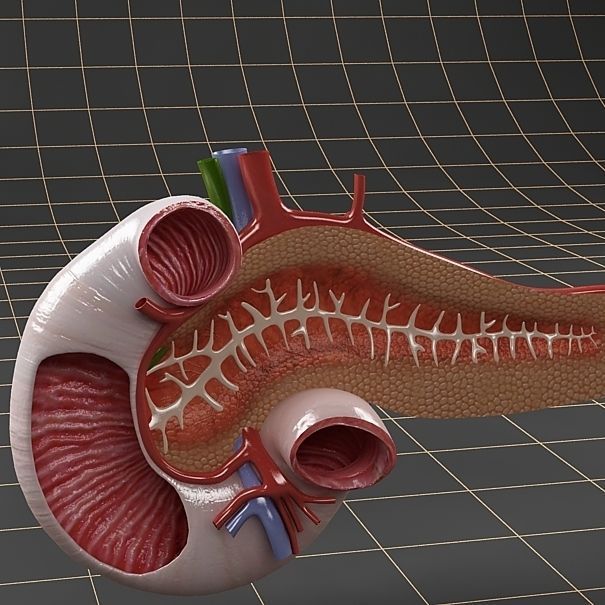 Anatomy collection 01 3D model_77