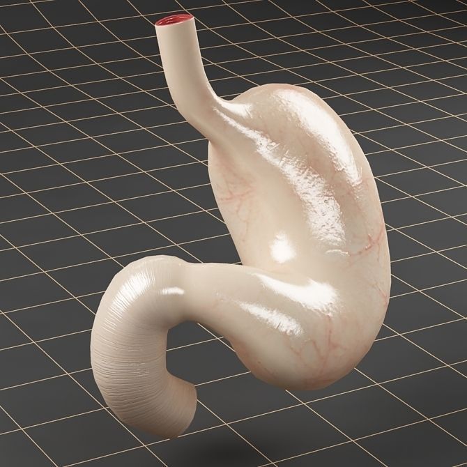Anatomy collection 01 3D model_36