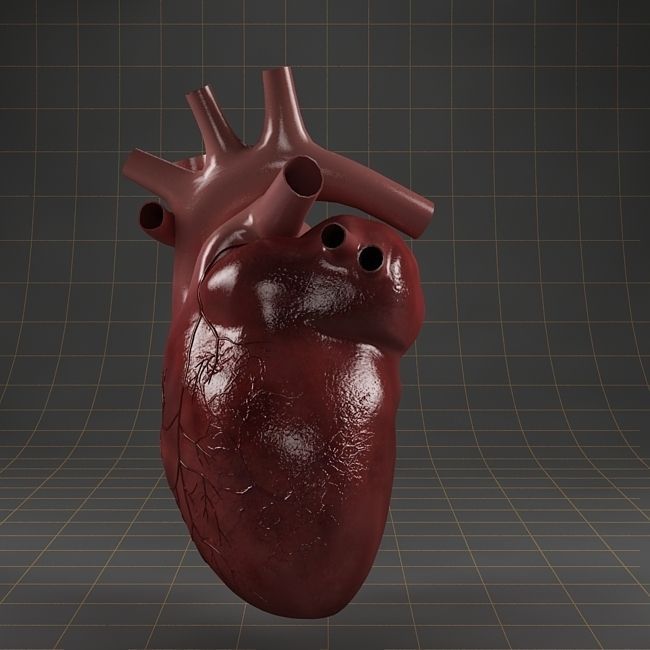 Anatomy collection 01 3D model_26