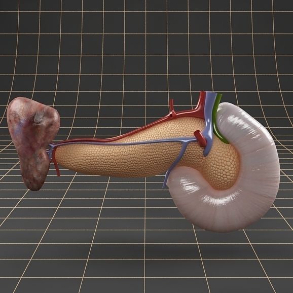 Anatomy collection 01 3D model_78