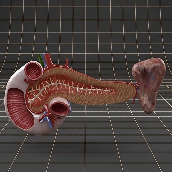 Anatomy collection 01 3D model_74